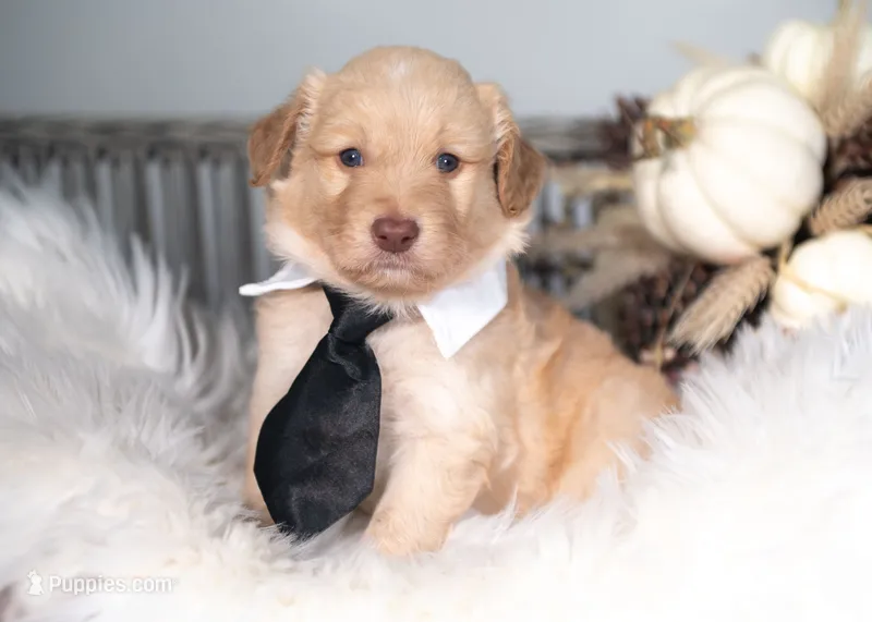Sol – Bordoodle puppy for sale in Springfield, MO