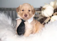 Sol, a male Bordoodle for sale in Springfield, MO – 1 of 4