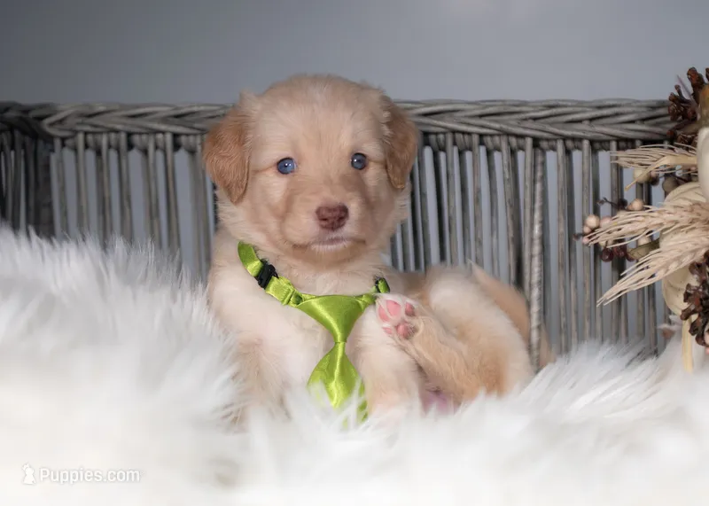 Honey – Bordoodle puppy for sale in Springfield, MO