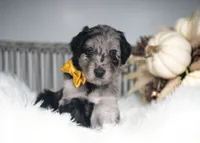 Bodhi, a male Bordoodle for sale in Springfield, MO – 4 of 5
