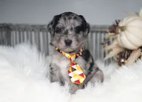 Willow, a female Bordoodle for sale in Springfield, MO – 3 of 5