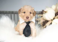 Sol, a male Bordoodle for sale in Springfield, MO – 2 of 4