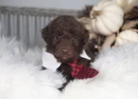 Quest, a female Bordoodle for sale in Springfield, MO – 3 of 5