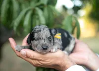 Bodhi, a male Bordoodle for sale in Springfield, MO – 2 of 5