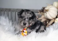 Willow, a female Bordoodle for sale in Springfield, MO – 2 of 5