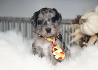 Willow, a female Bordoodle for sale in Springfield, MO – 1 of 5