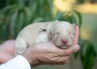 Sol, a male Bordoodle for sale in Springfield, MO – 3 of 4