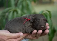 Quest, a female Bordoodle for sale in Springfield, MO – 4 of 5