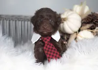 Quest, a female Bordoodle for sale in Springfield, MO – 2 of 5