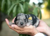 Bodhi, a male Bordoodle for sale in Springfield, MO – 5 of 5