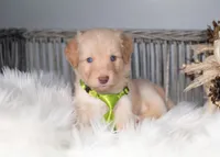 Honey, a female Bordoodle for sale in Springfield, MO – 3 of 5