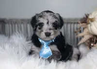 Indigo, a male Bordoodle for sale in Springfield, MO – 2 of 5