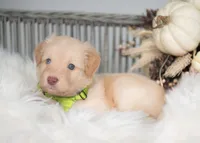 Honey, a female Bordoodle for sale in Springfield, MO – 2 of 5