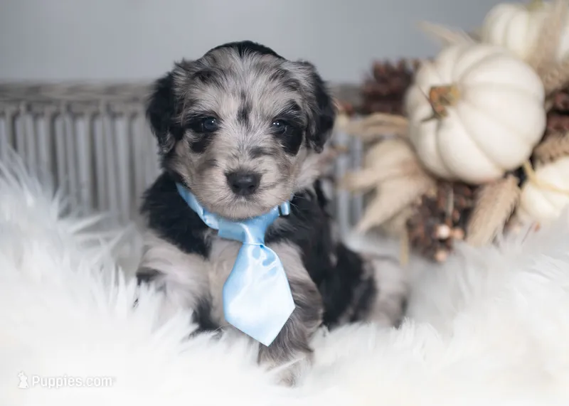 Indigo – Bordoodle puppy for sale in Springfield, MO