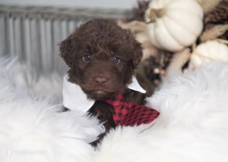 Quest – Bordoodle puppy for sale in Springfield, MO