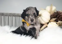 Bodhi, a male Bordoodle for sale in Springfield, MO – 3 of 5