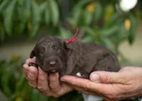 Quest, a female Bordoodle for sale in Springfield, MO – 5 of 5