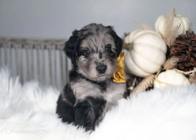 Bodhi – Bordoodle puppy for sale in Springfield, MO