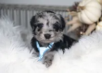 Indigo, a male Bordoodle for sale in Springfield, MO – 3 of 5