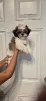 Not given , a male Shih Tzu for sale in Winter Haven, FL – 2 of 2