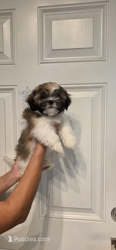 Not given  – Shih Tzu puppy for sale in Winter Haven, FL