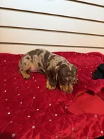 Nutella, a female Miniature Dachshund for sale in Dallas, TX – Photo 4 of 4
