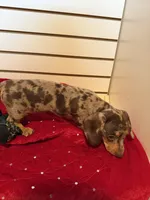 Nutella, a female Miniature Dachshund for sale in Dallas, TX – Photo 2 of 4
