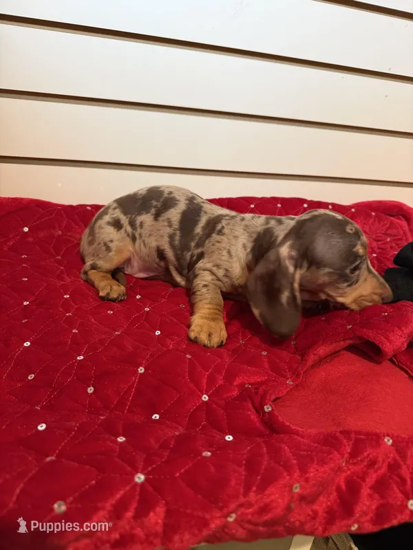 Nutella – Miniature Dachshund puppy for sale in Dallas, TX