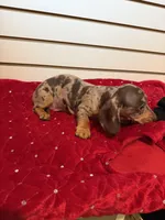 Nutella, a female Miniature Dachshund for sale in Dallas, TX – Photo 1 of 4