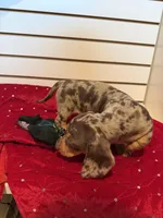 Nutella, a female Miniature Dachshund for sale in Dallas, TX – Photo 3 of 4
