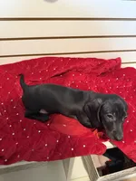 Bugle, a male Miniature Dachshund for sale in Dallas, TX – Photo 6 of 6