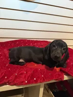 Bugle, a male Miniature Dachshund for sale in Dallas, TX – Photo 3 of 6