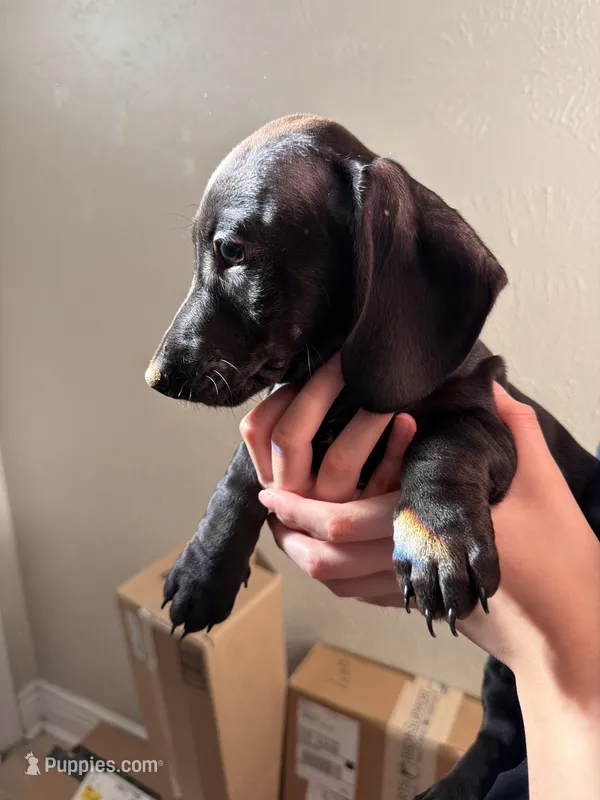 Bugle – Miniature Dachshund puppy for sale in Dallas, TX