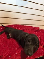 Bugle, a male Miniature Dachshund for sale in Dallas, TX – Photo 2 of 6
