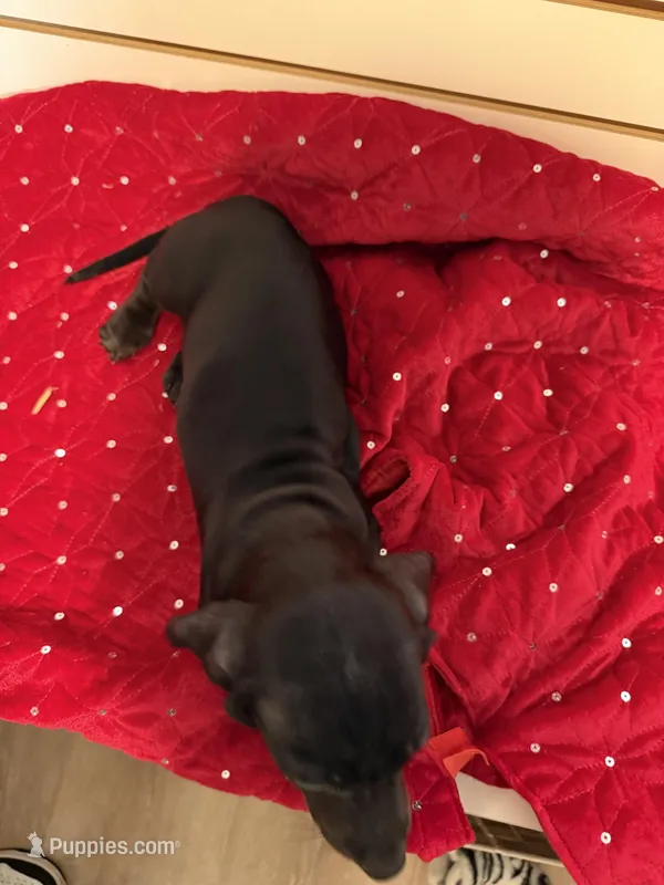 Bugle – Miniature Dachshund puppy for sale in Dallas, TX