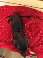 Bugle, a male Miniature Dachshund for sale in Dallas, TX – Photo 1 of 6