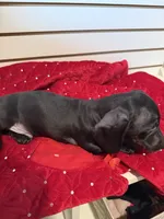 Bugle, a male Miniature Dachshund for sale in Dallas, TX – Photo 4 of 6