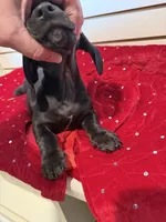 Bugle, a male Miniature Dachshund for sale in Dallas, TX – Photo 5 of 6