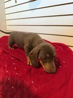 Fred, a male Miniature Dachshund for sale in Dallas, TX – Photo 2 of 5