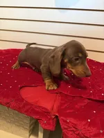 Fred, a male Miniature Dachshund for sale in Dallas, TX – Photo 1 of 5