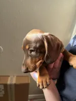 Fred, a male Miniature Dachshund for sale in Dallas, TX – Photo 3 of 8