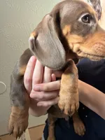 Fred, a male Miniature Dachshund for sale in Dallas, TX – Photo 2 of 8