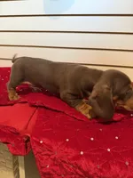 Fred, a male Miniature Dachshund for sale in Dallas, TX – Photo 4 of 5