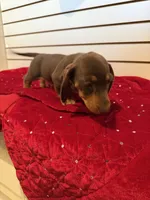 Fred, a male Miniature Dachshund for sale in Dallas, TX – Photo 3 of 5