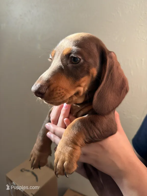Fred – Miniature Dachshund puppy for sale in Dallas, TX