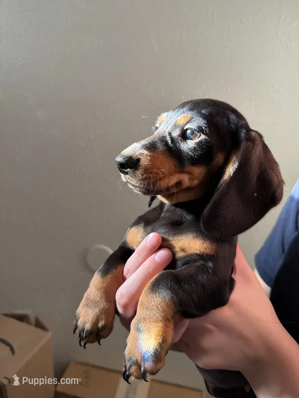 Stacy – Miniature Dachshund puppy for sale in Dallas, TX