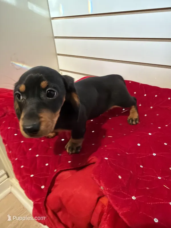 Stacy – Miniature Dachshund puppy for sale in Dallas, TX