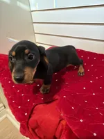 Stacy, a female Miniature Dachshund for sale in Dallas, TX – Photo 1 of 4