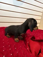 Stacy, a female Miniature Dachshund for sale in Dallas, TX – Photo 2 of 4