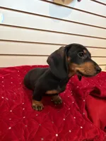 Stacy, a female Miniature Dachshund for sale in Dallas, TX – Photo 3 of 4